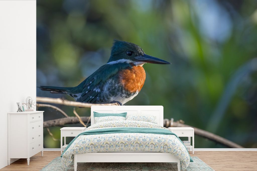 MuchoWow Fototapete für Wohnzimmer oder Schlafzimmer Wandtapete Vinyl Motivtapete Ein orange und blau gefärbter Kookaburra - 360x240 cm - Vinyl...