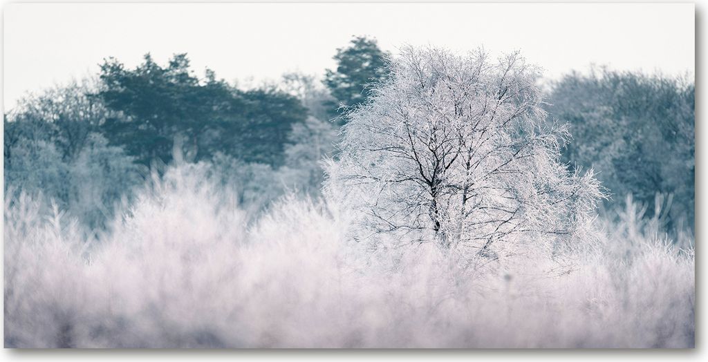Tulup Glas-Bild - 100x50 -Wandkunst - Wandbild hinter gehärtetem Sicherheitsglas - Landschaften - Winter Bäume - Grau