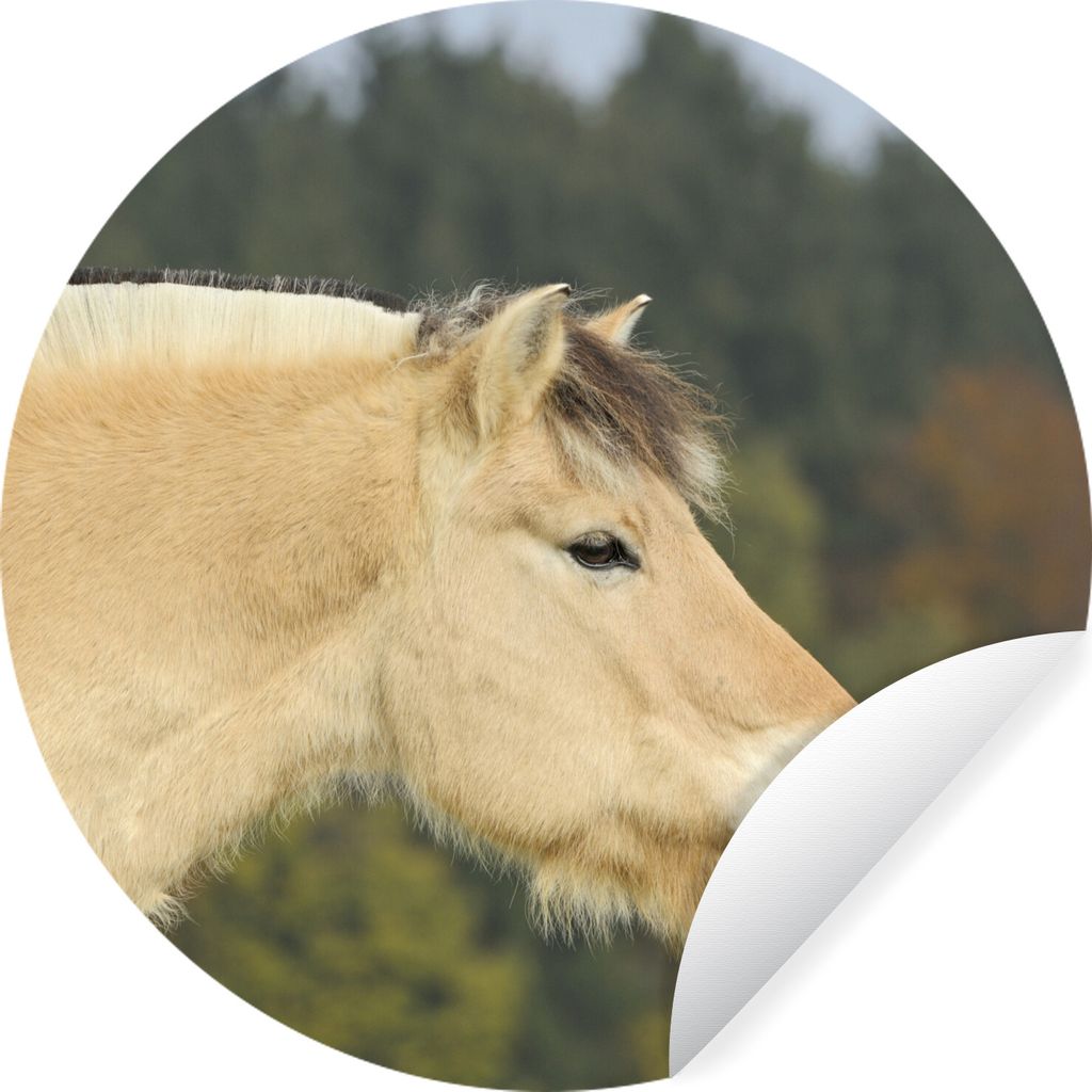 MuchoWow Runde Wandtattoo - Wandsticker Tapete Aufkleber Nahaufnahme eines hellbraunen Fjordpferdes Ø 30 cm Selbstklebend und Repositionierbar -...
