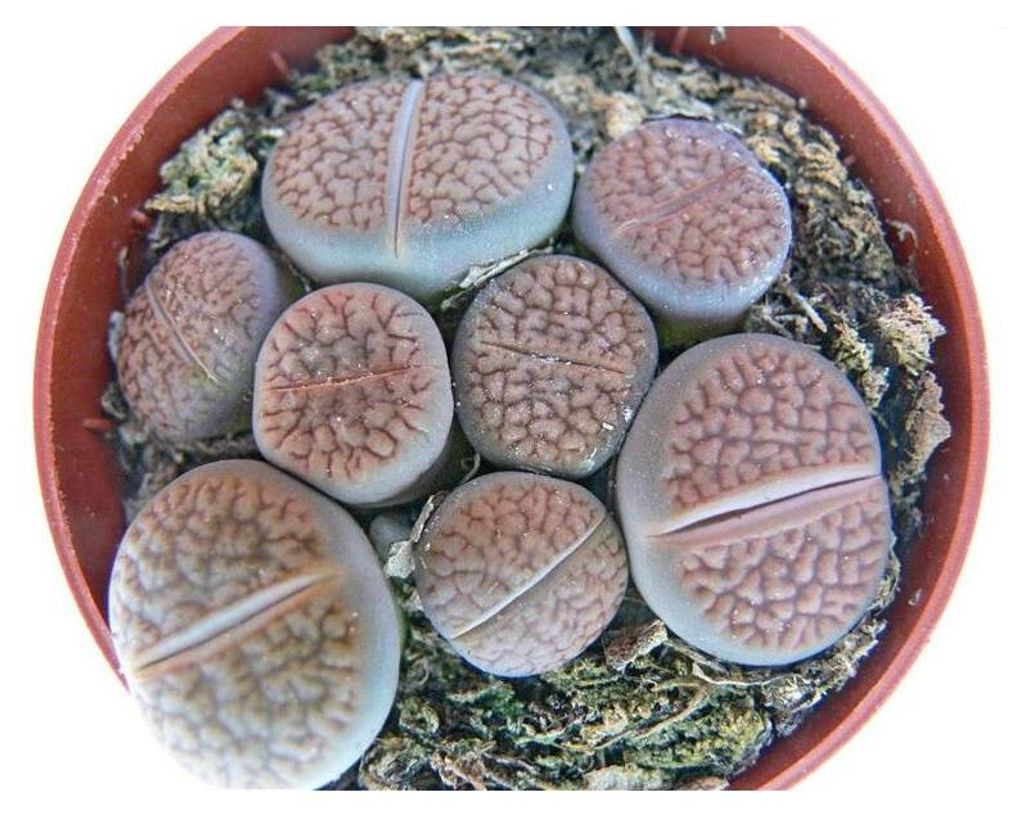 Lithops - Lebender Stein - mehrere Pflanzen im 8,5cm Topf Produktbild 
