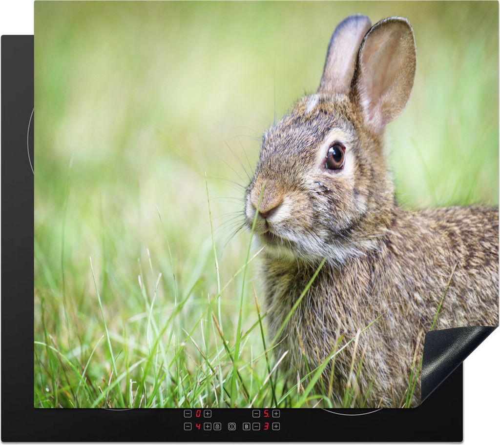 KitchenYeah Herdabdeckplatte Kaninchen - Tiere - Gras , 59x51cm, Küche Deko, Glaskeramikkochfeld Herdabdeckung, Abdeckplatte fùr Kochfeld