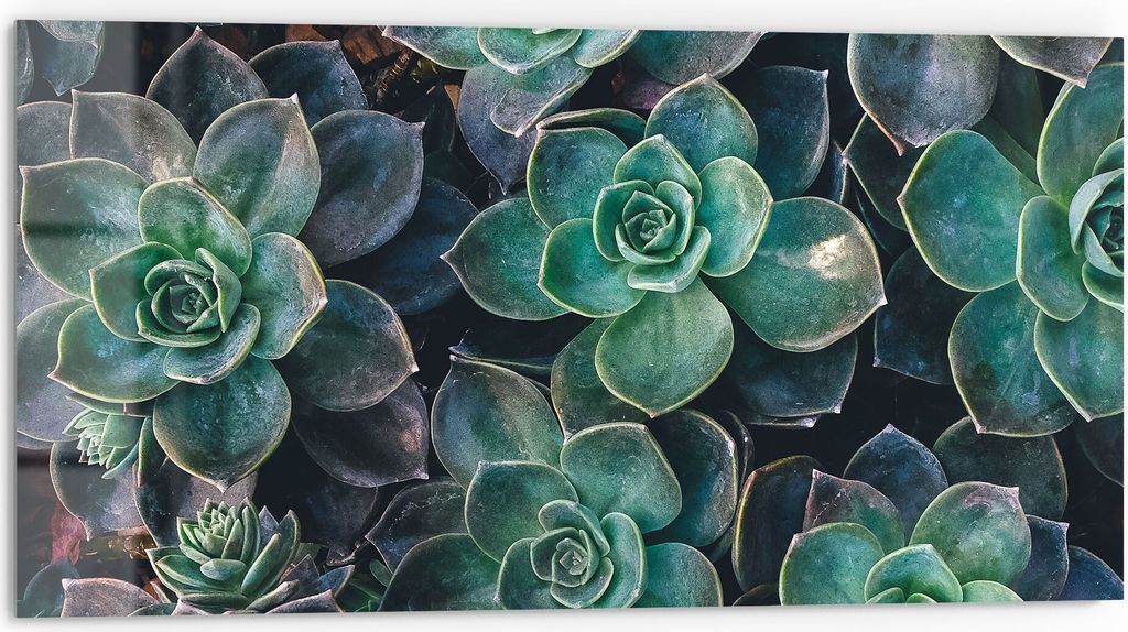 DEQORI Küchenrückwand Glas 80x40 cm 'Sukkulente Pflanzen' Spritzschutz Bad Rückwand