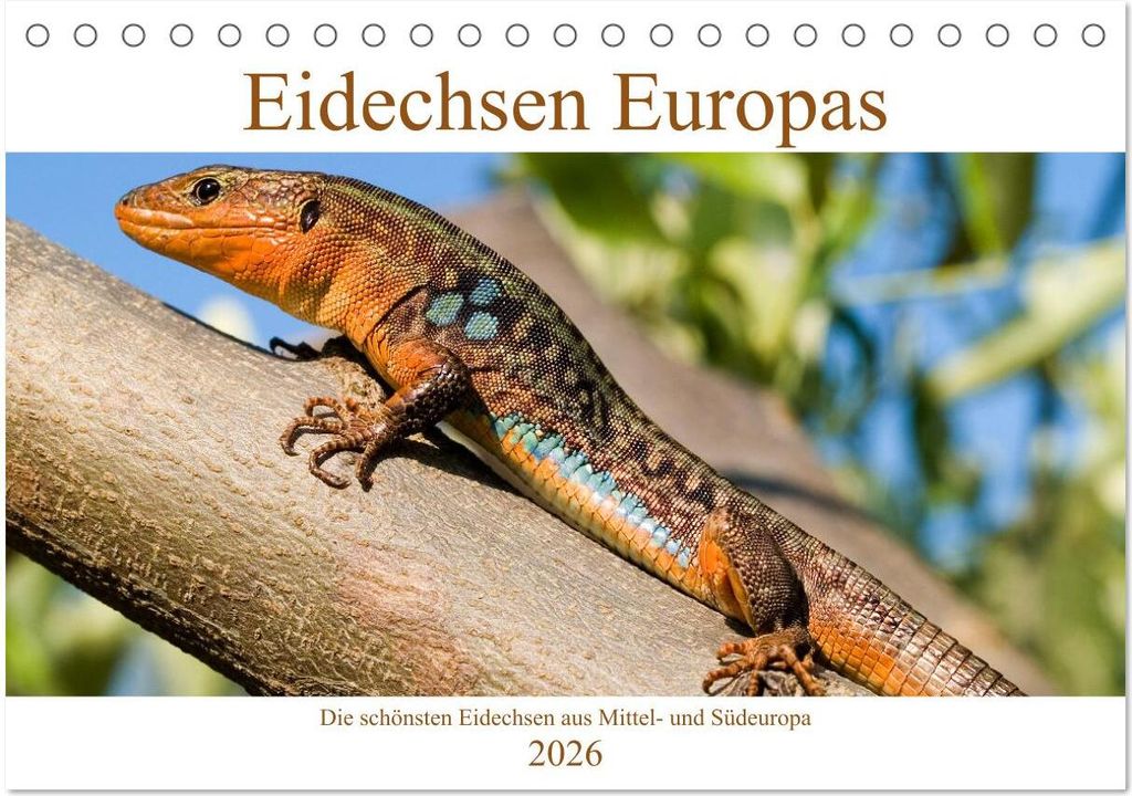Eidechsen Europas (Tischkalender 2026 DIN A5 quer), CALVENDO Monatskalender