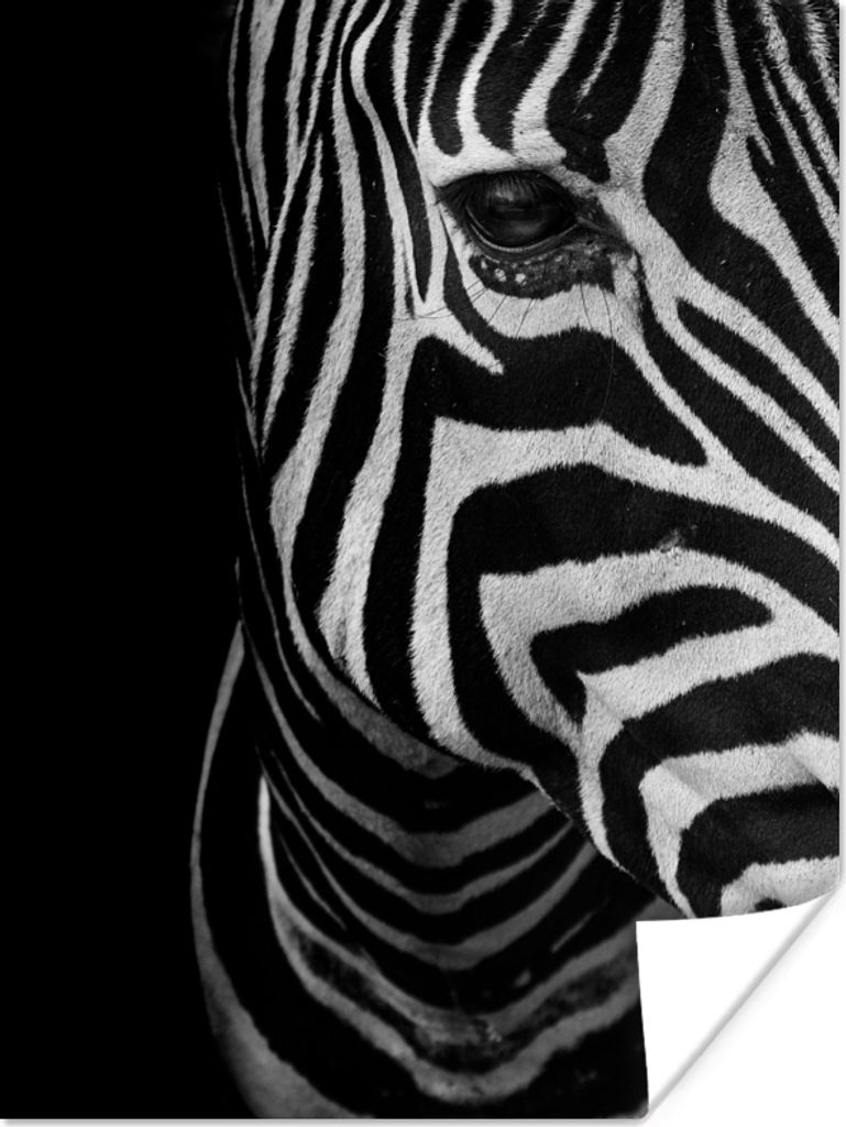 MuchoWow Poster Tiere - Zebra - Schwarz - Weiß 60x80 cm - Schlafzimmer Dekoration