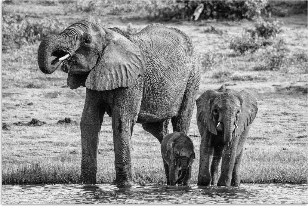 MuchoWow Poster Elefant - Wasser - Tiere - Schwarz - Weiß 180x120 cm - Fotoplakat