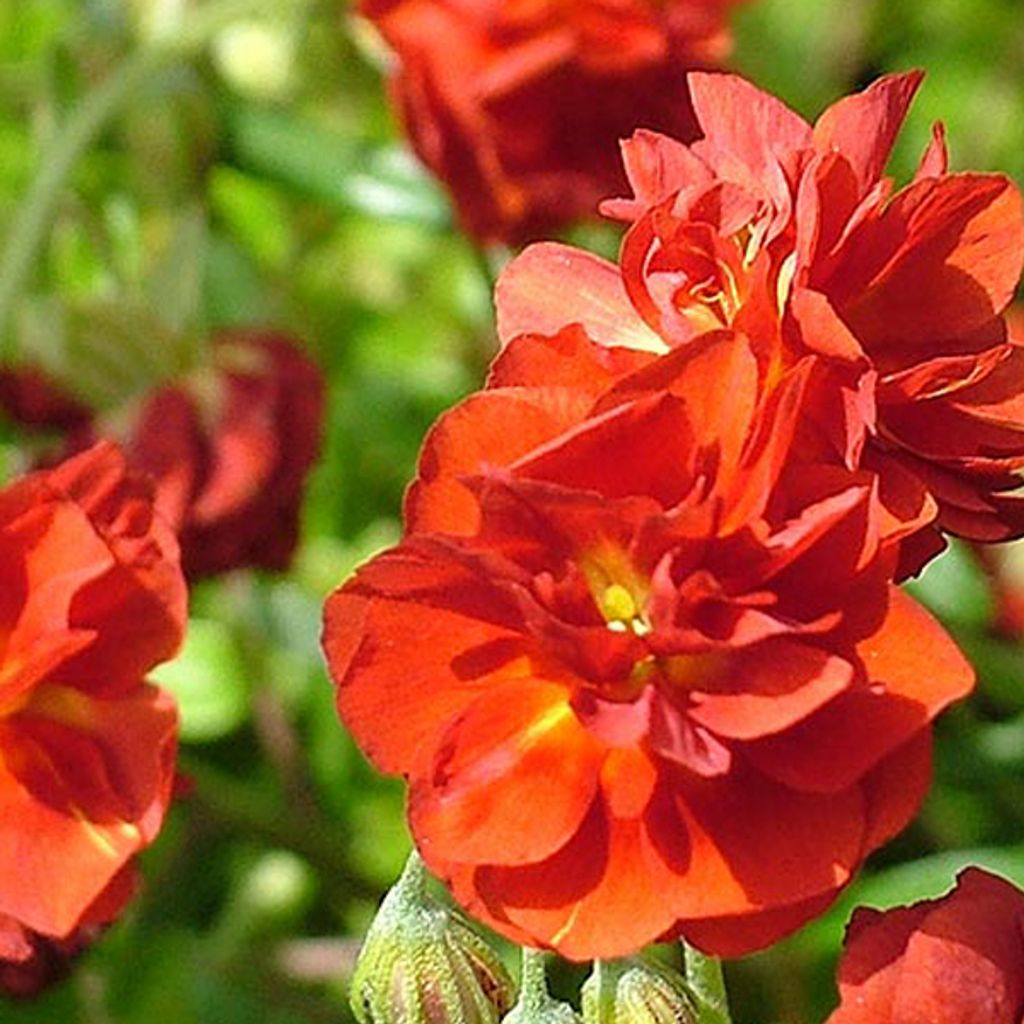 6 x Sonnenröschen - Helianthemum 'Amabile Plenum' | Topf 9cm x 9cm