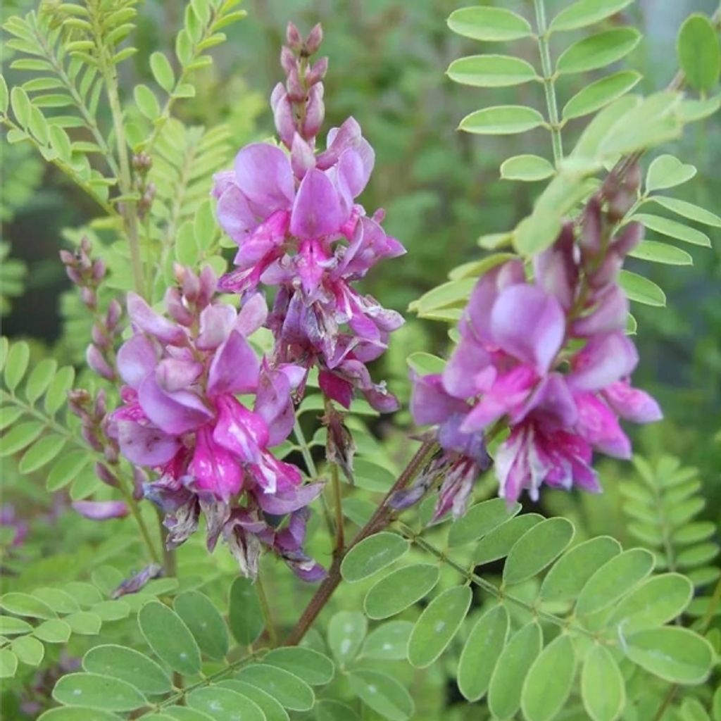Indigofera heterantha Gerardiana - Himalaya Indigostrauch Produktbild 