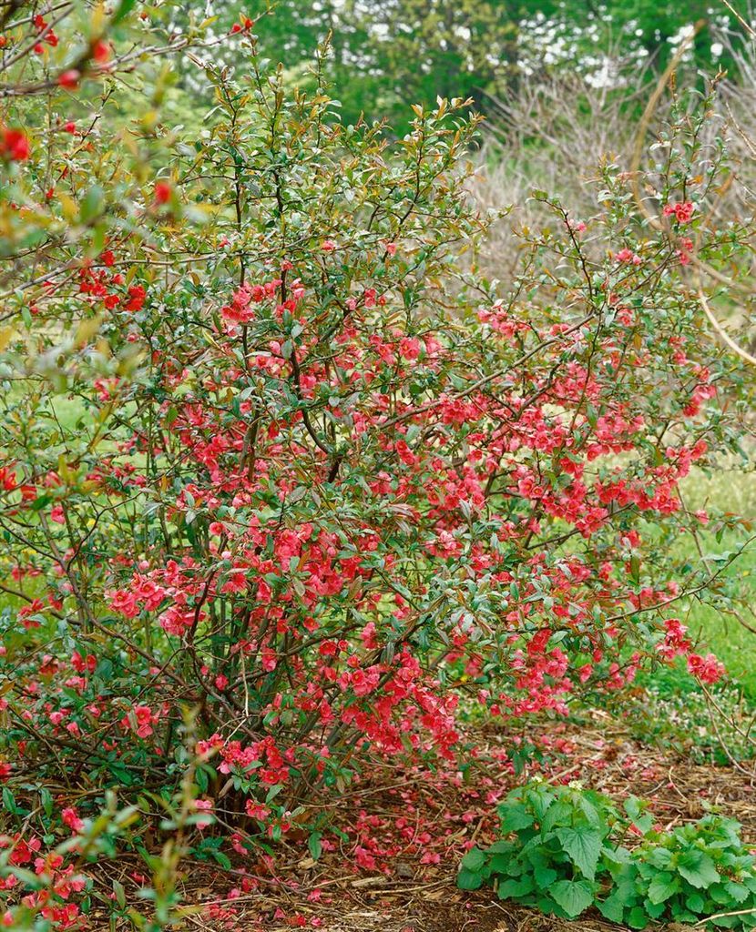 Chaenomeles 'Rubra', Zierquitte, rot, 40–60 cm