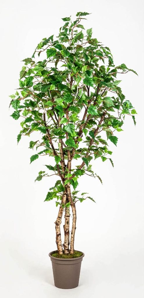 artplants.de Deko Weißbirke HINDRIKA, Naturstämme, grün, 150cm - Italy - Künstliche Birke