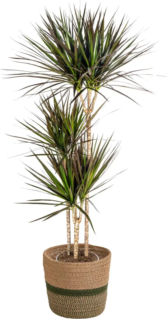 Dracaena Marginata Magenta en Panier Ø24cm H130-150cm Plante Intérieur