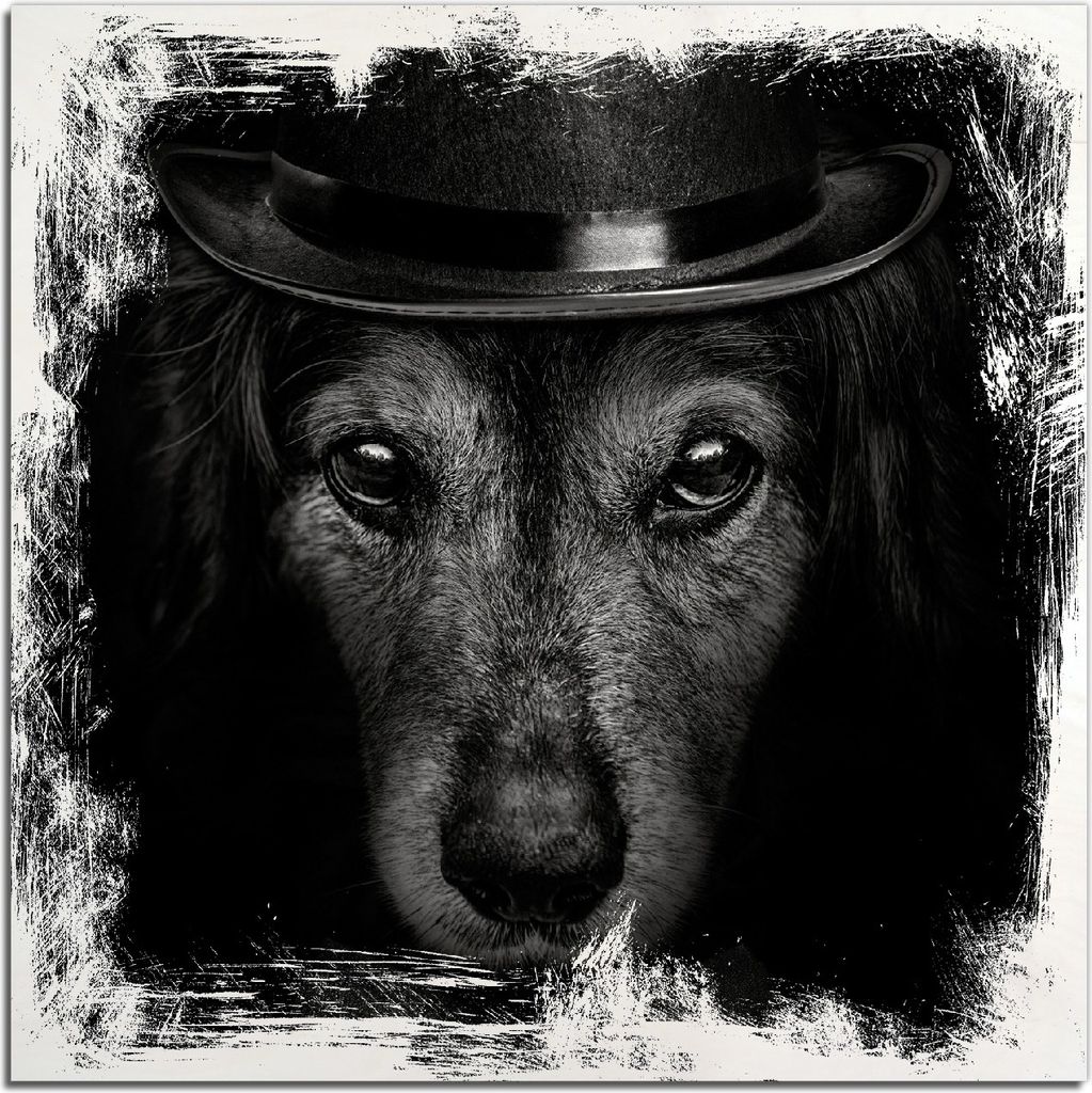 Kunstdrucke Wandbilder Holz in : Brillante Farben, Größe 50 x 50 cm Motiv Eleganter Hund mit Zylinder in schwarz-weiß