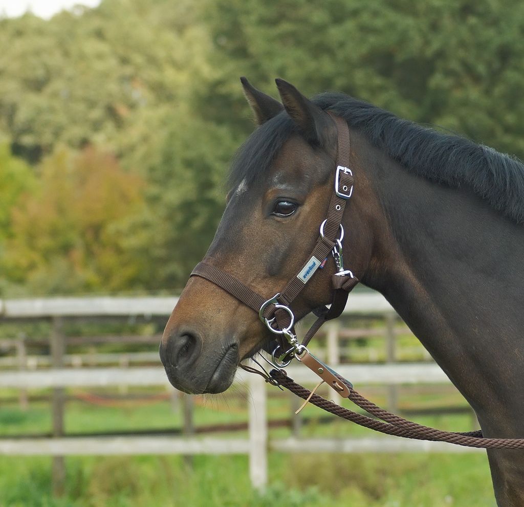 Halfter RIDING, Farbe:dark brown, Groesse:WB