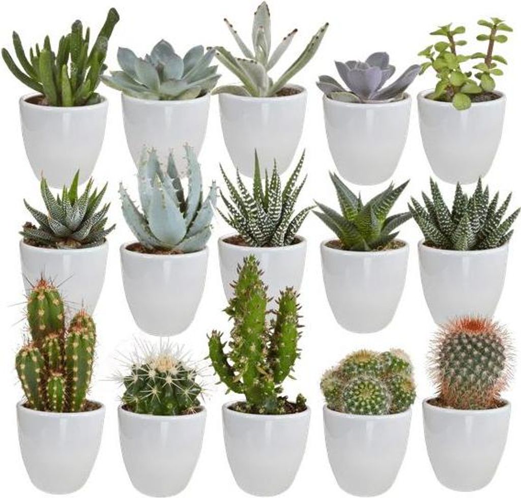 Mix di piante grasse e cactus: 15 piante Ø 5,5 cm in vaso Immagine del prodotto 