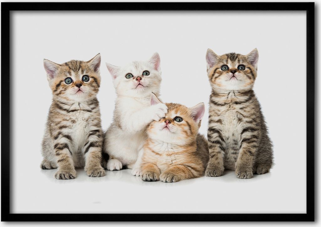 Bild - Bilder - Bilderrahmen - 70 cm x 50 cm - MDF-Rahmen, Wandkunst kleine Katzen