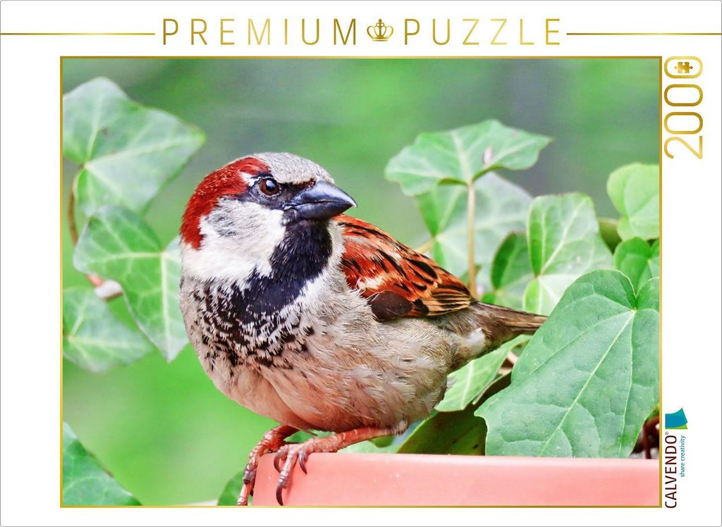 CALVENDO Puzzle Spatz 2000 Teile Puzzle quer | 2000 Teile Lege-Größe 90x67cm Foto-Puzzle für glückliche Stunden