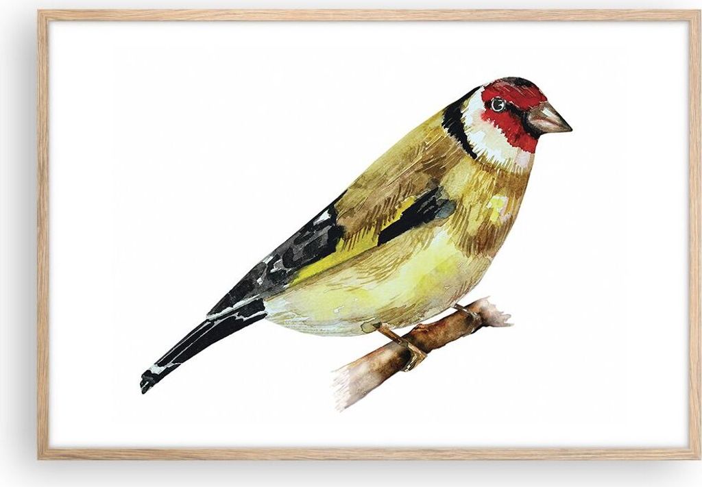 Gerahmtes Poster - Rahmen in heller Eiche - Stieglitz Vogel Aquarell - 91,5x61 cm - Wand Bild - Wanddeko - Wandbilder - Wandposter - Bilderrahmen -...