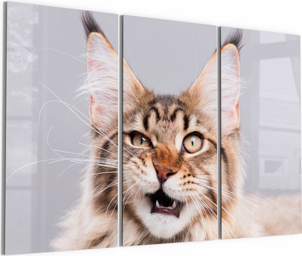 DEQORI Glasbilder Acryl 3x50x100 cm 'Maine Coon Katze faucht' Wandbilder XXL groß