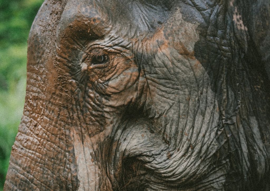 hansepuzzle 87173 - Elefant Puzzle, 260 Teile, Tierwelt, 41,0 x 28,0cm mit hochwertiger Aufbewahrung, Kartonbox und wiederverschließbarem Beutel