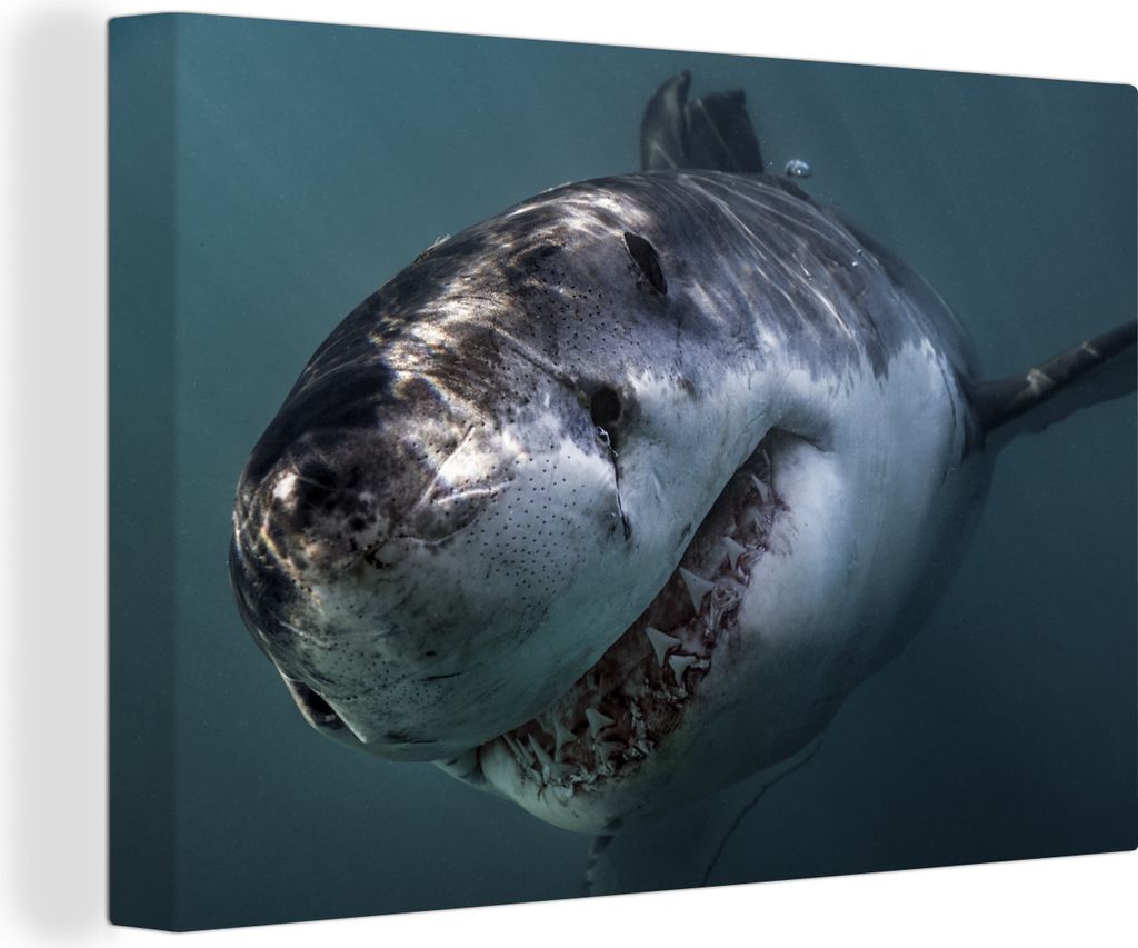 OneMillionCanvasses - Leinwandbilder - 150x100 cm, Hai - Weiß - Wasser, Wandbilder Kunstdruck Wanddekoration