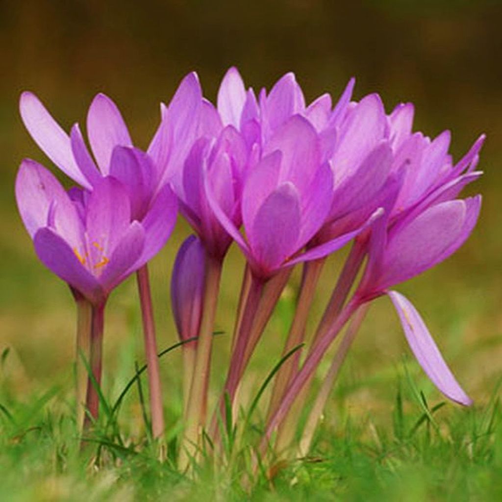 Colchicum - Zimowit Giganteum 1 szt. Cebulki Cebule Zdjęcie produktu 