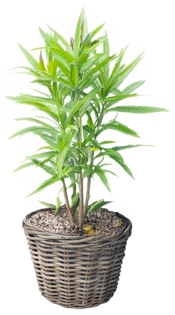 VD Leeden Pflanzen- oder Blumenkorb - rund - Rattan - Produktbild 