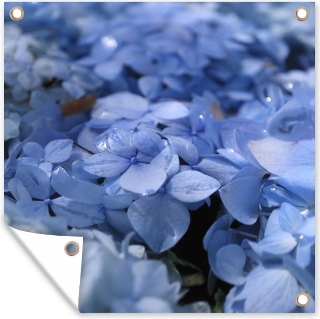 MuchoWow 100x100 cm Outdoor-Poster Gartendeko Sichtschutz Garten Poster für den Garten Blaue Hortensien mit Wassertropfen
