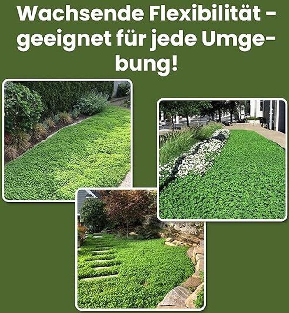 LERAVA® Klee samen [mähfrei] 125m² - Mikroklee Samen für Produktbild 2