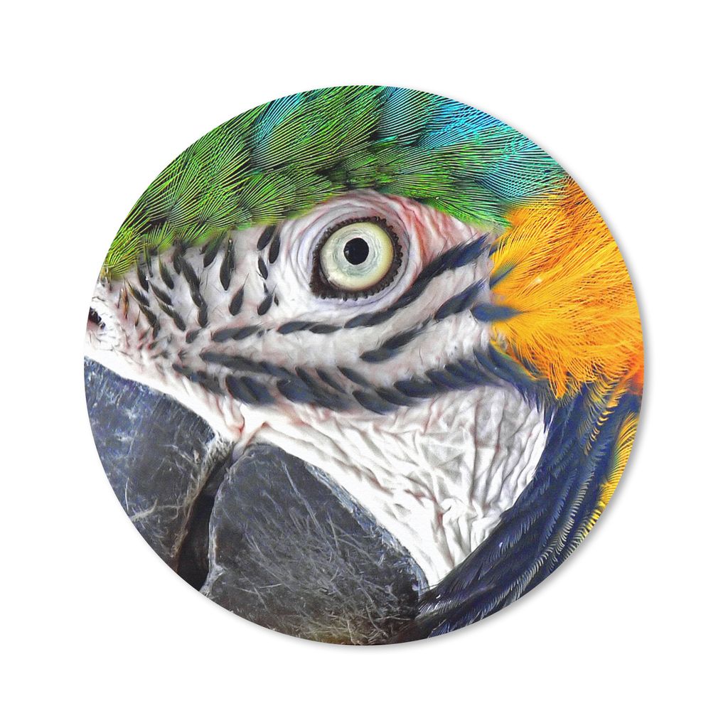 MuchoWow Mauspad Mousepad Nahaufnahme eines bunten Papageis 20x20 cm - Mousepads - Maus Mat - Pad - Mausunterlage - Schreibtischmatte