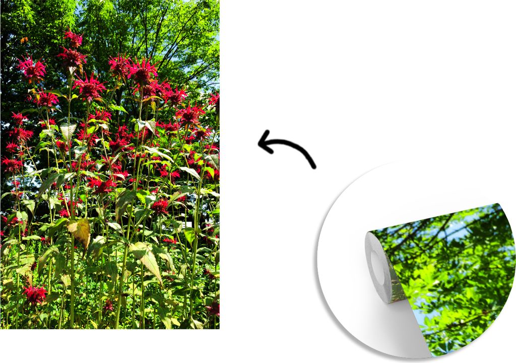MuchoWow Fototapete für Wohnzimmer oder Schlafzimmer Wandtapete Vinyl Motivtapete Eine rote Bergamottepflanze im Frühling - 150x220 cm - Wandbi...