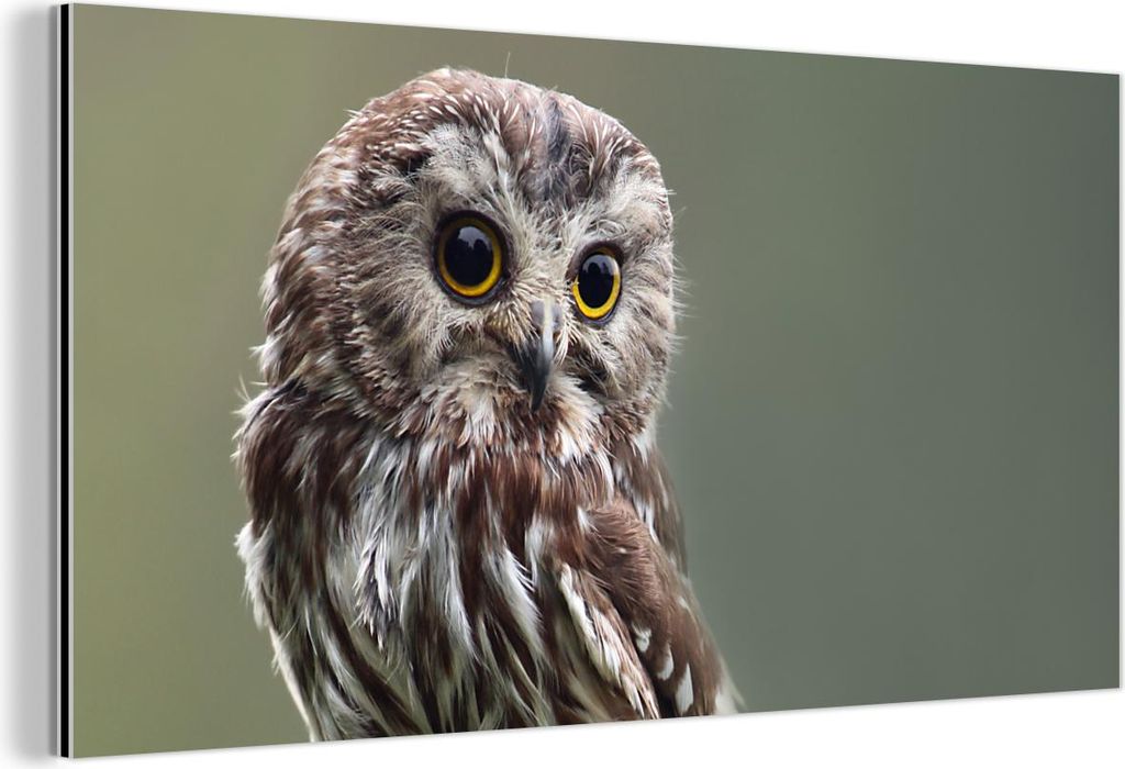 MuchoWow Wanddekoration Metall Metallbild Wandkunst 120x60 cm Nahaufnahme einer kleinen Eule MuchoWow Aluminium Gemälde - Metalbilder