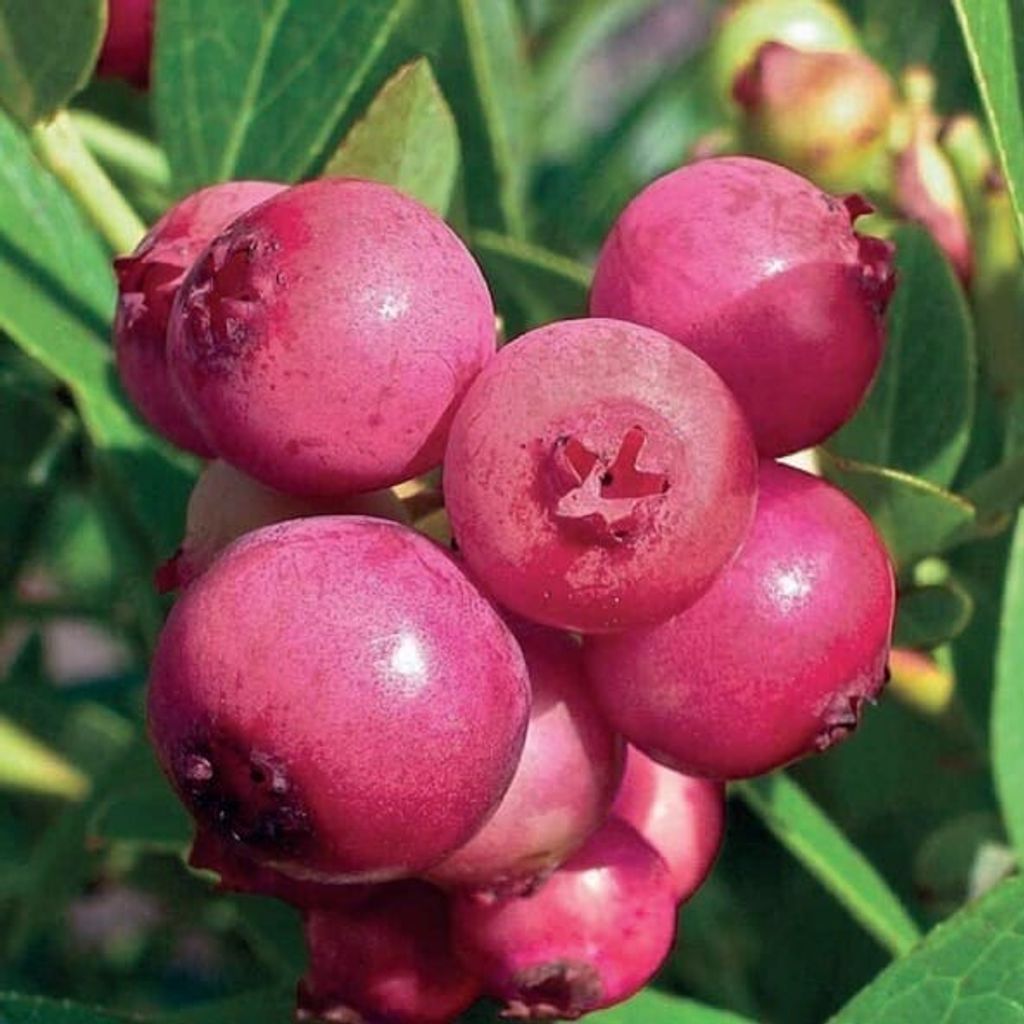 A close-up of several pink blueberries on a branch with green leaves.