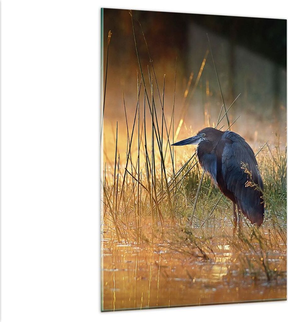 Bilder auf glas - Einteilig - Vogel Natur Wasser - 80x120cm - Glasbilder - Wandbilder - Bilder - zum Aufhängen bereit - Wanddekoration aus Glas - ...