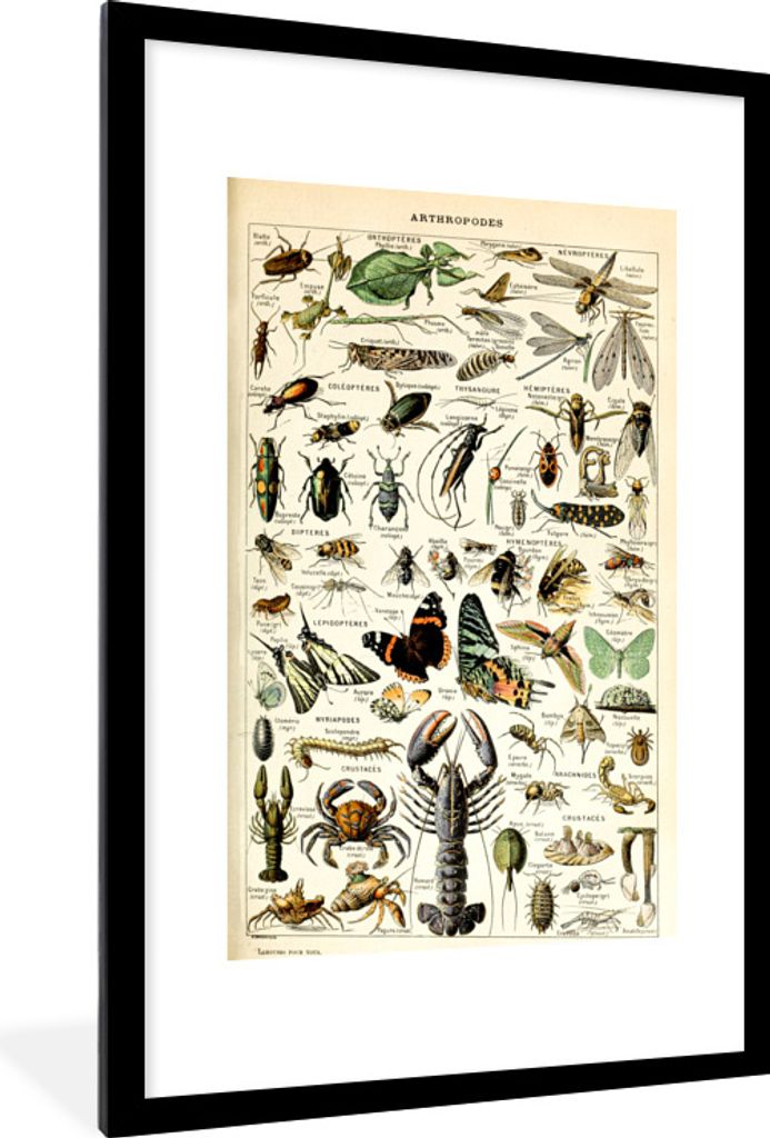 MuchoWow Gerahmtes Poster Tiere - Adolphe Millot - Vintage - Insekten - Kunst 60x90 cm - Poster mit Schwarzem Bilderrahmen Wandposter Rahmen Foto...