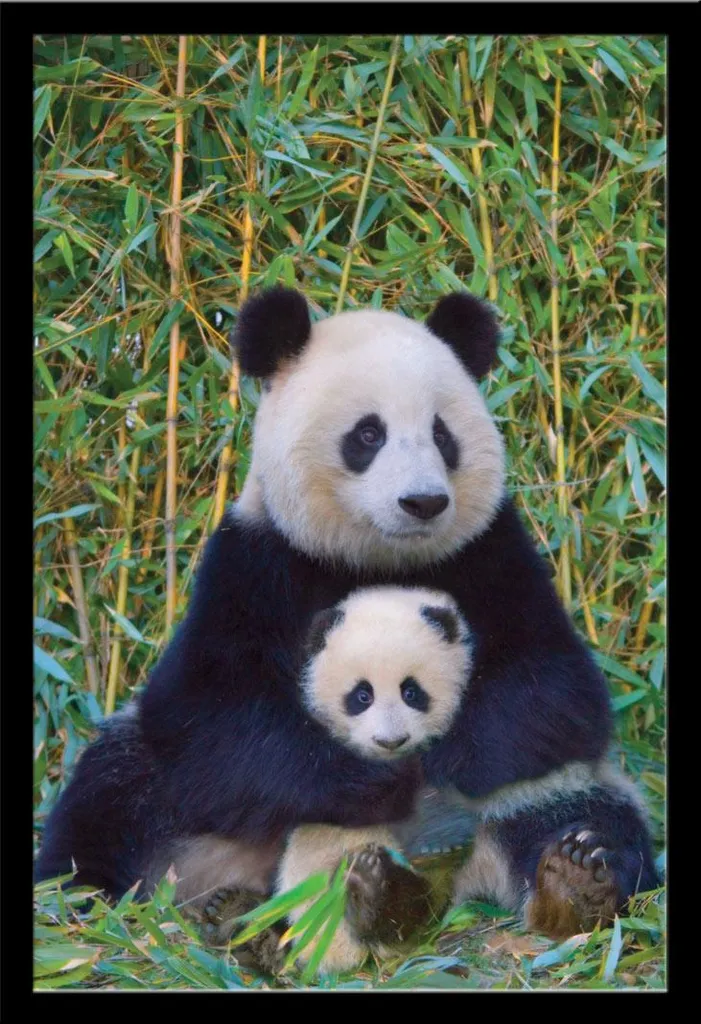 Poster Panda Encadré Shinsuke® : Solution Déco Prête à Poser avec Vitre
