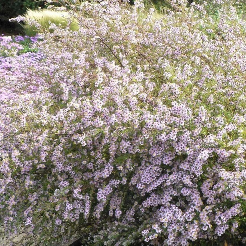 6 x Myrthen Aster 'Erlköni'g - Aster ericoides 'Erlkoenig'  Produktbild 
