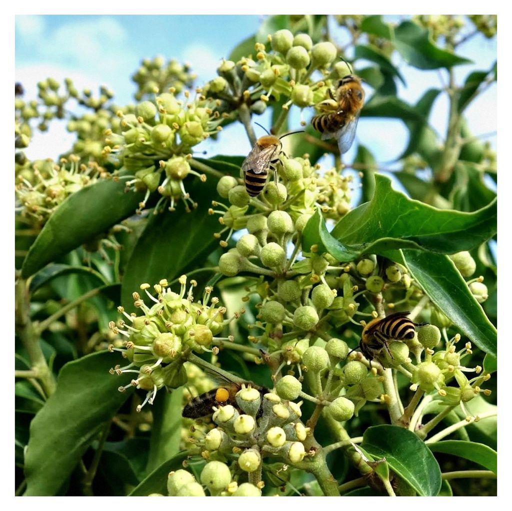 Hedera Hibernica - XL Irischer Efeu - Winterharte, schnellwachsende Kletterpflanze für den Garten