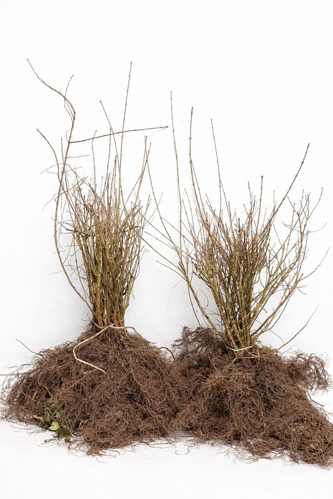 1x Liguster Ligustrum vulgare 30-50cm Hecke Heckenpflanze Produktbild 