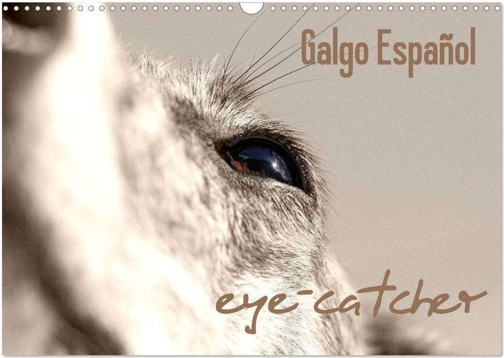Galgo eye-catcher (Wandkalender 2026 DIN A3 quer), CALVENDO Monatskalender