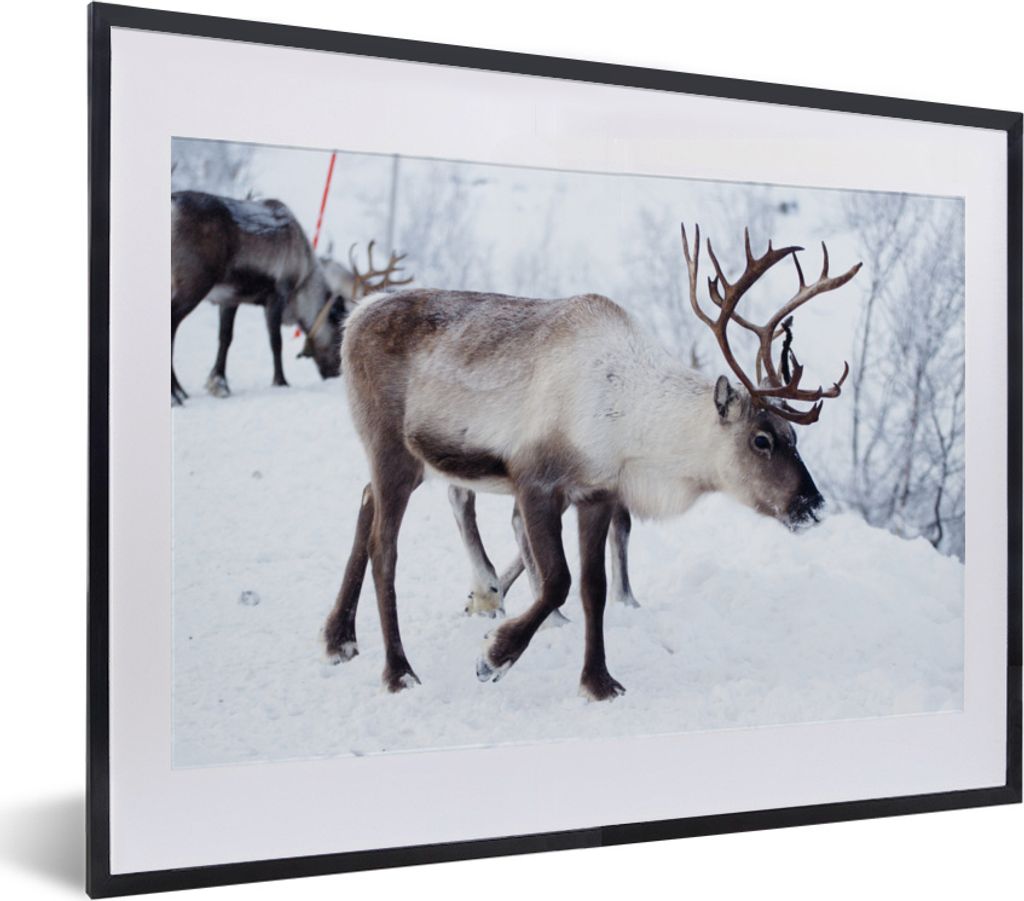 MuchoWow MuchoWow Gerahmtes Poster Ein Weihnachtsfoto von Rentieren entlang der Straßen von Kilpisjarvi, Finnland 40x30 cm - Poster mit zchwar...