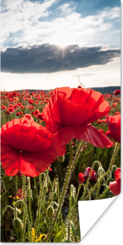 MuchoWow Poster Mohnblumen vor einem dramatischen, stürmischen Himmel 60x120 cm - Wandschmuck