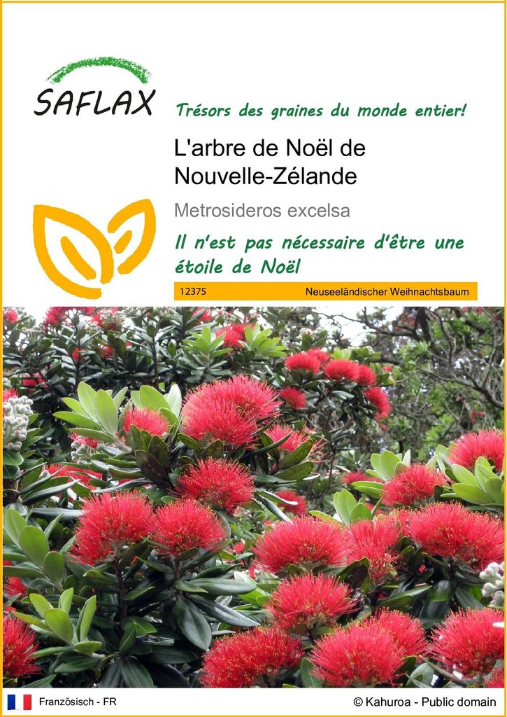 SAFLAX  - L'arbre de Noël de Nouvelle-Zélande - 300 graines Image du produit 