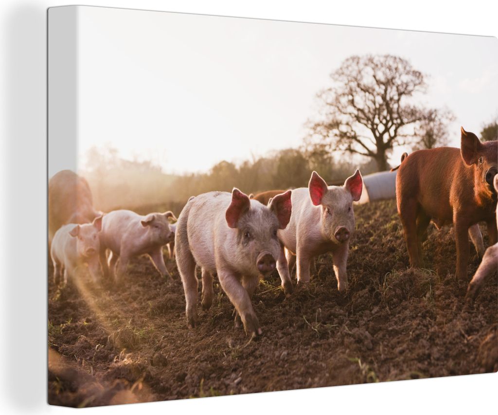 OneMillionCanvasses - Leinwandbilder - 140x90 cm, Schwein - Schlamm - Sonne, Wandbilder Kunstdruck Wanddekoration
