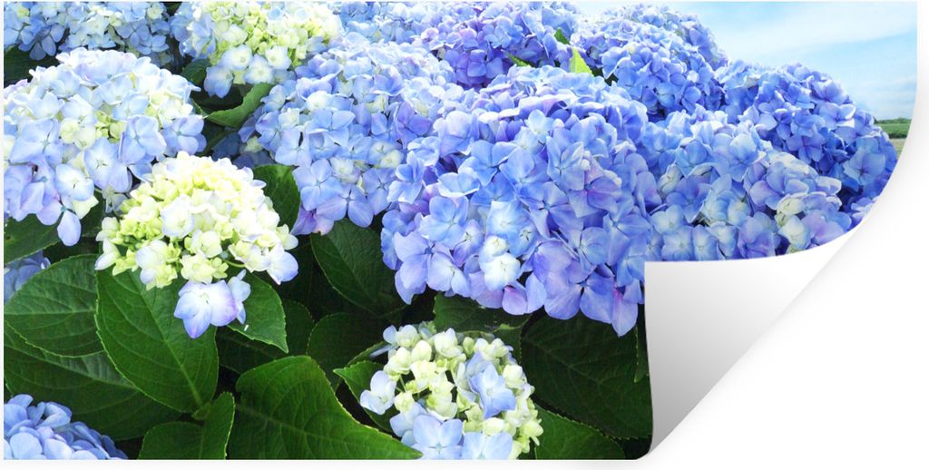 MuchoWow Wandtattoo Wandsticker Wandaufkleber Japanische Hortensienblüten 120x60 cm Selbstklebend und Repositionierbar - Sticker - Dekorfolie