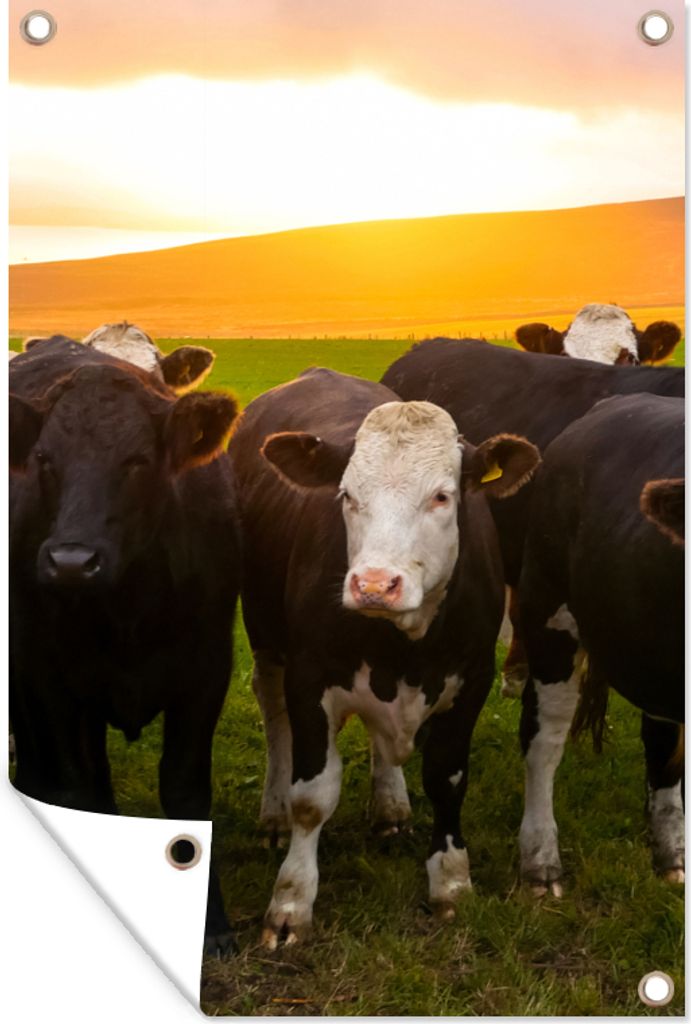 MuchoWow 40x60 cm Outdoor-Poster Gartendeko Sichtschutz Garten Poster für den Garten Kühe - Hügel - Sonnenuntergang - Gras - Grün