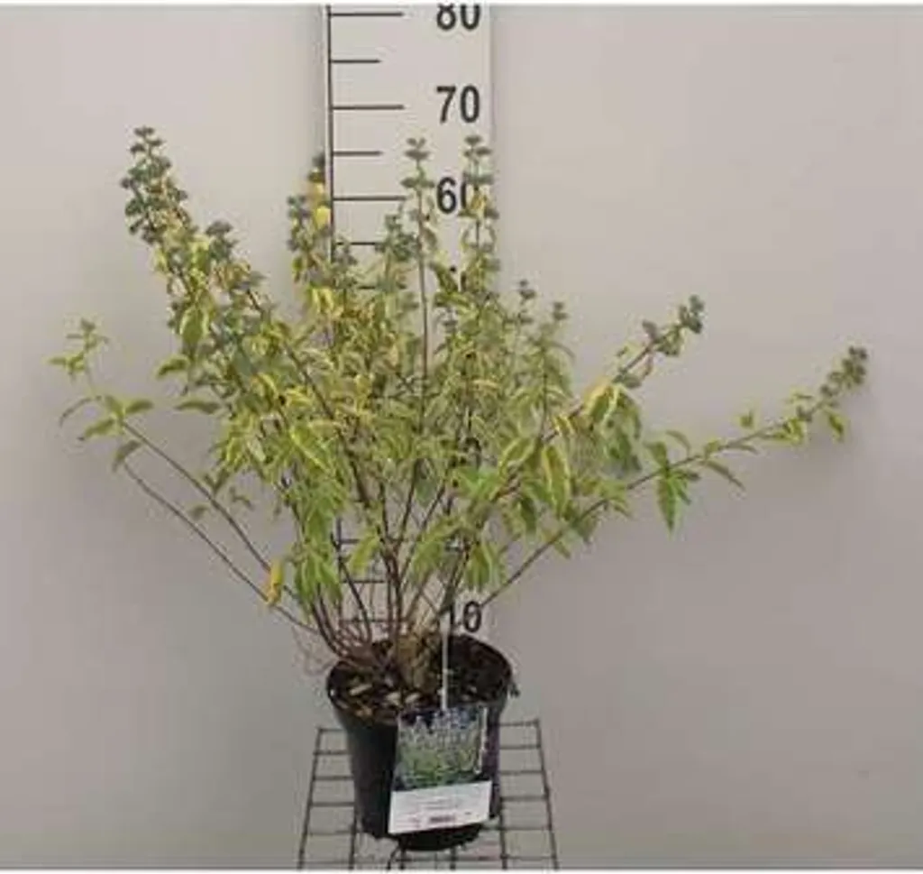 Arbuste Barbe bleue Summer Sorbet - Plante mellifère pour jardin et pot