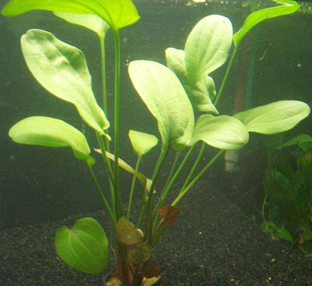 1 lose Pflanze Echinodorus Osiris, Aquarienpflanze Produktbild 