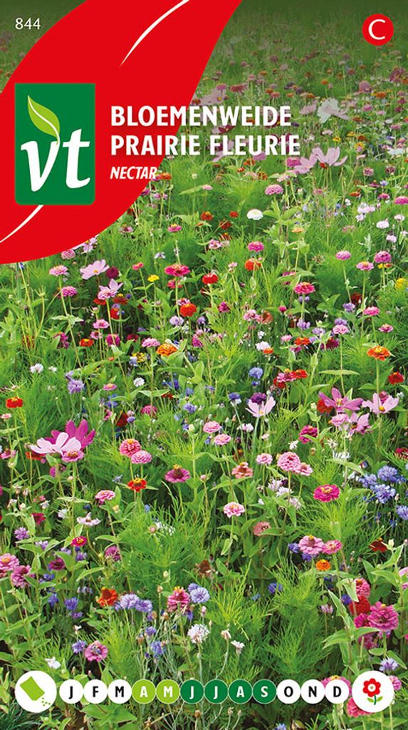 Raum Fleuri Nektar Samen - Ca. 15  Samen | VT_844 Produktbild 