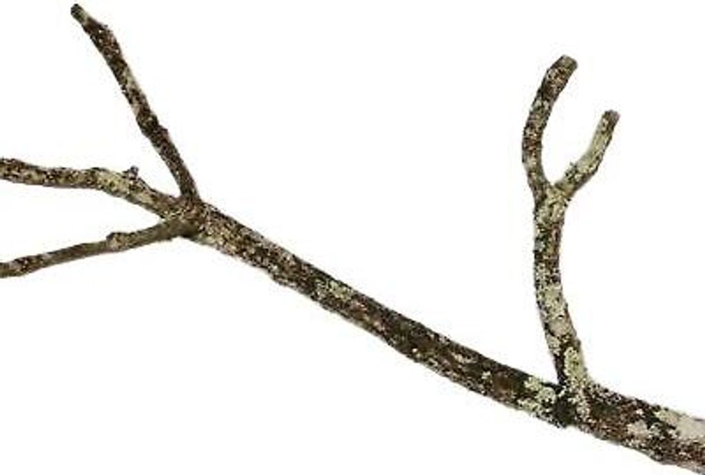 EKB-Kork Korkast ca. 90cm Länge, ideal für Terrarium, Produktbild 