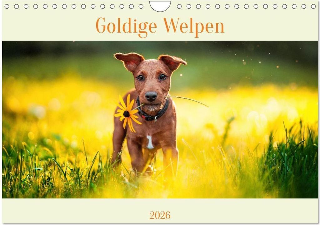 Pfotens Goldige Welpen (Wandkalender 2026 DIN A4 quer), CALVENDO Monatskalender