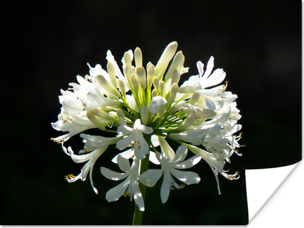 MuchoWow Poster Ein blühender weißer Agapanthus vor einem dunklen Hintergrund 120x90 cm - Wandbild